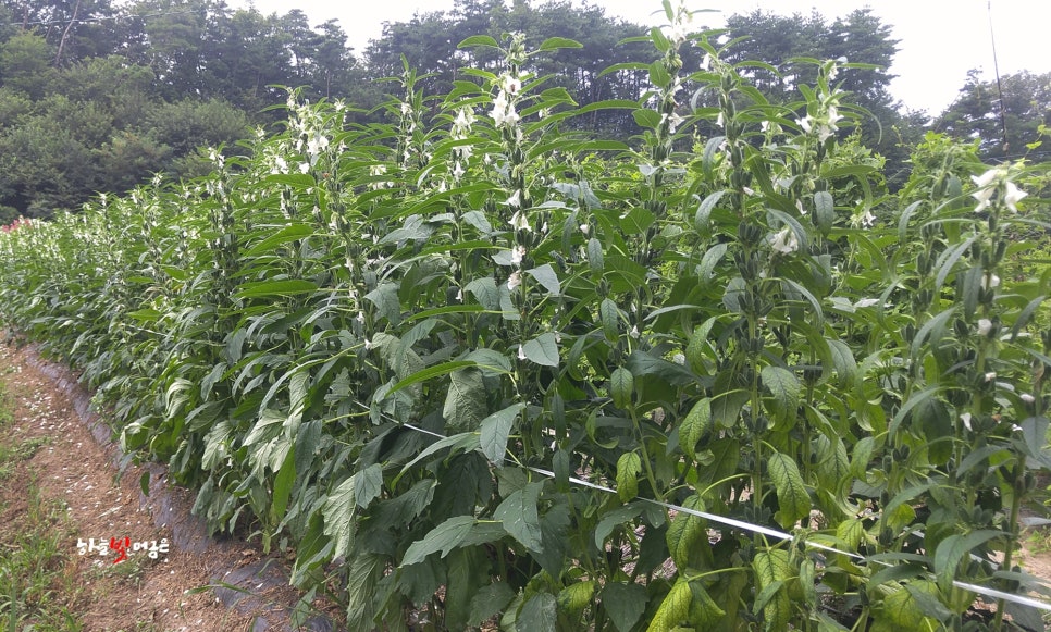 오늘다믄 이미지