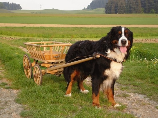 플란다스의 개와 루벤스의 십자가에서 내려지는 그리스도 | 인스티즈