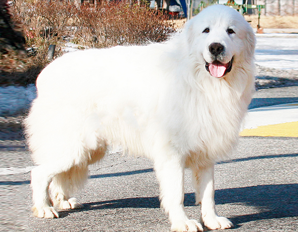 플란다스의 개와 루벤스의 십자가에서 내려지는 그리스도 | 인스티즈