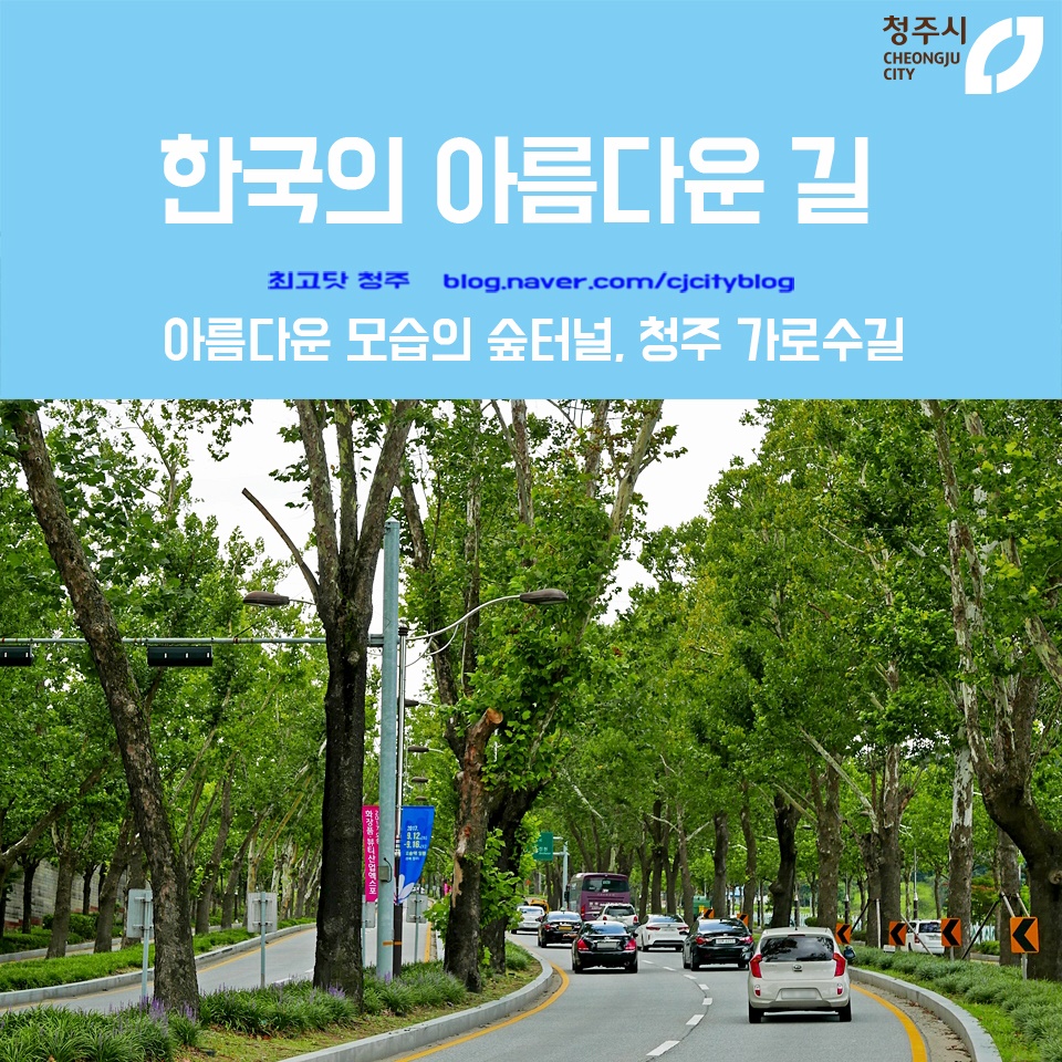 플라타너스 이미지