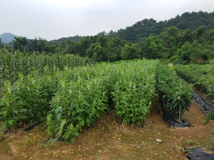 초입새 계곡 이미지