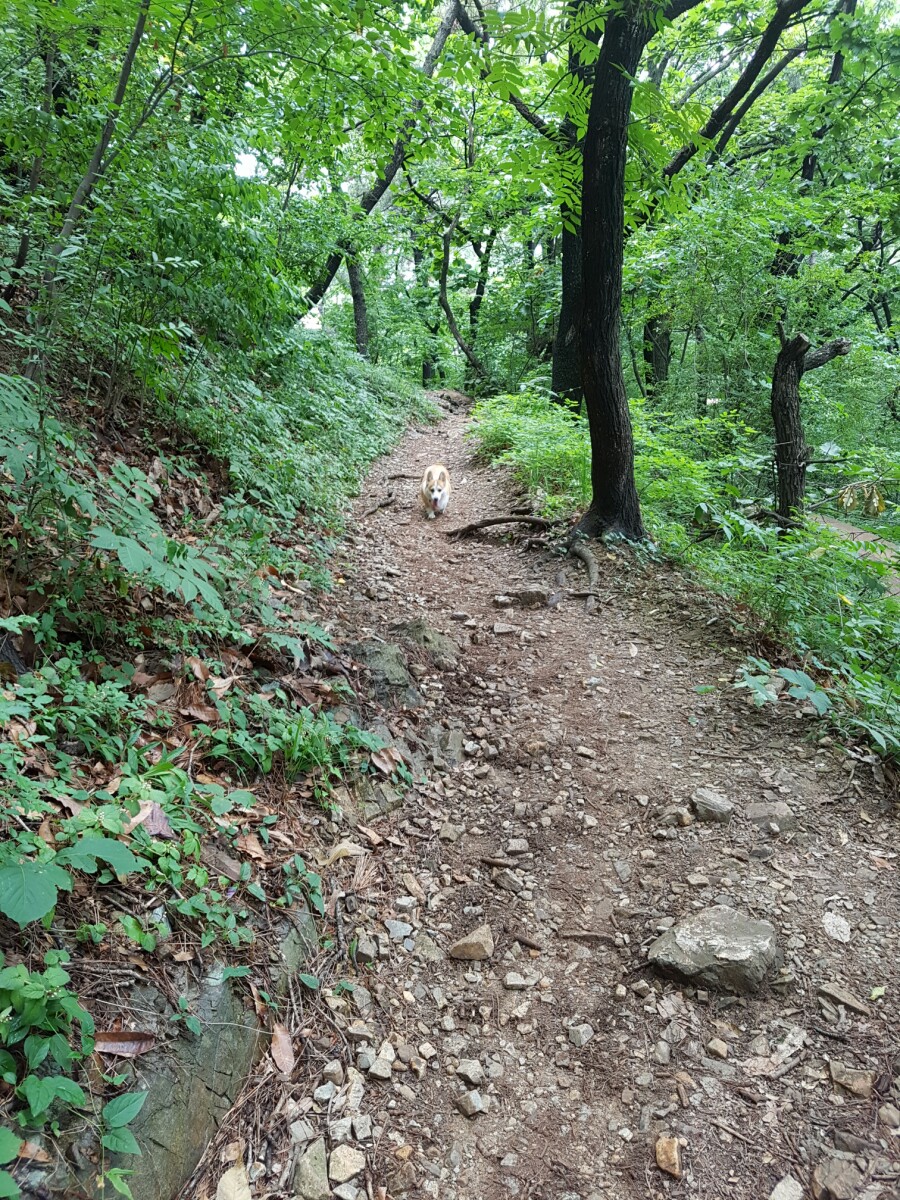장스헤어 이미지
