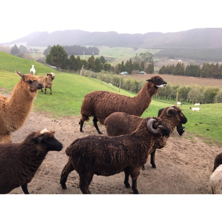 투어 팜(TOUR FARM) 이미지