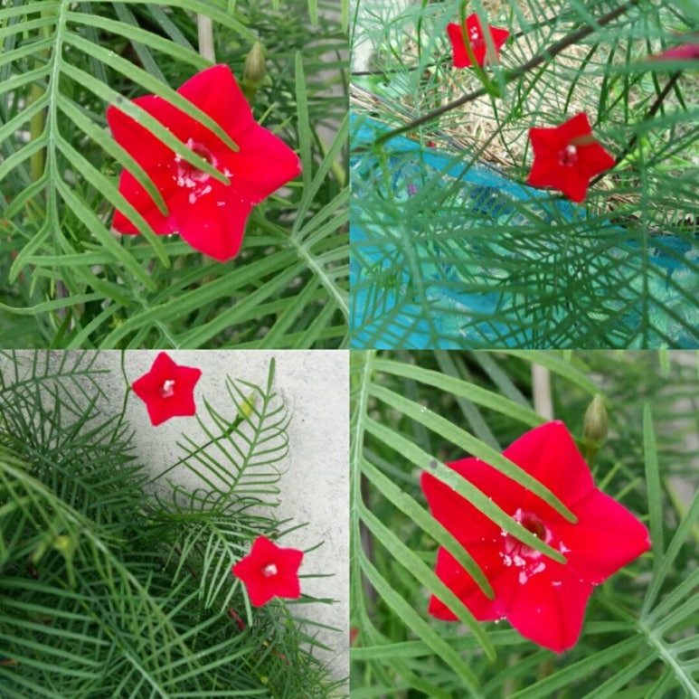 넝쿨화원 이미지