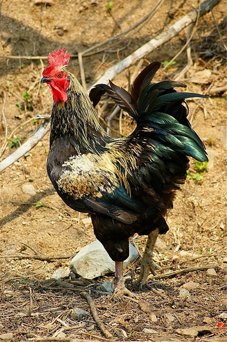 청운친환경영농조합 이미지
