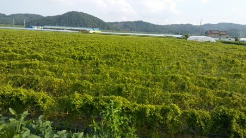 칠갑산둥근마 이미지