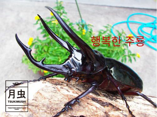 행복한 곤충 이미지
