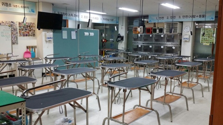 프로펫애견미용학원 이미지