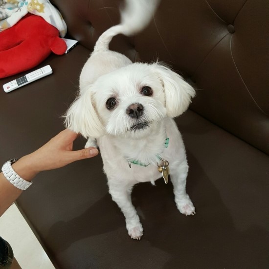 코코멍 이미지