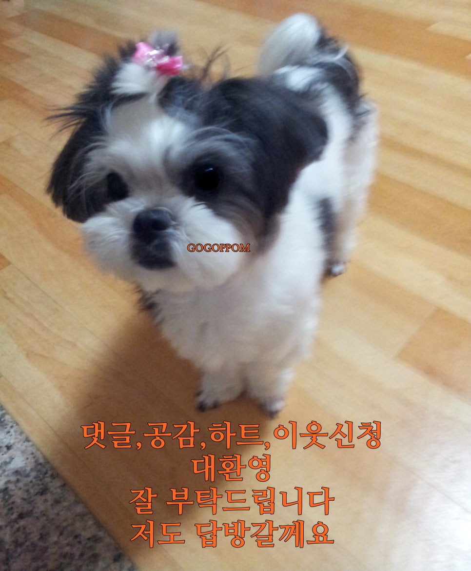 붙임머리 이미지