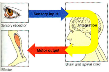 작용기. effector organ . Muscle : 네이버 블로그