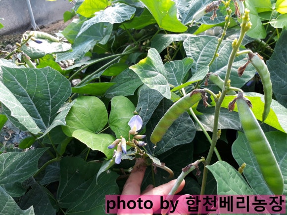 치앙직구 이미지