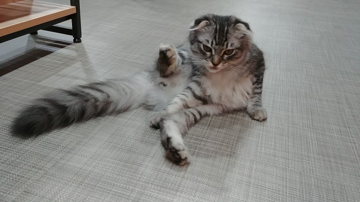 꼼지락꼼지 이미지