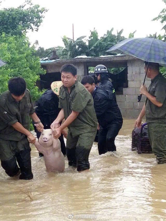 행복한 돼지 이미지