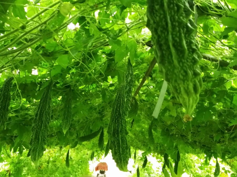 철이네농원 이미지