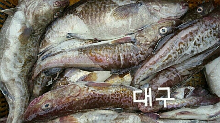 화진호 이미지