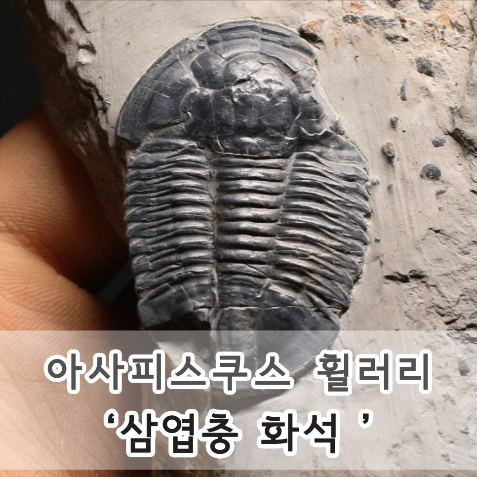피스쿠스 이미지