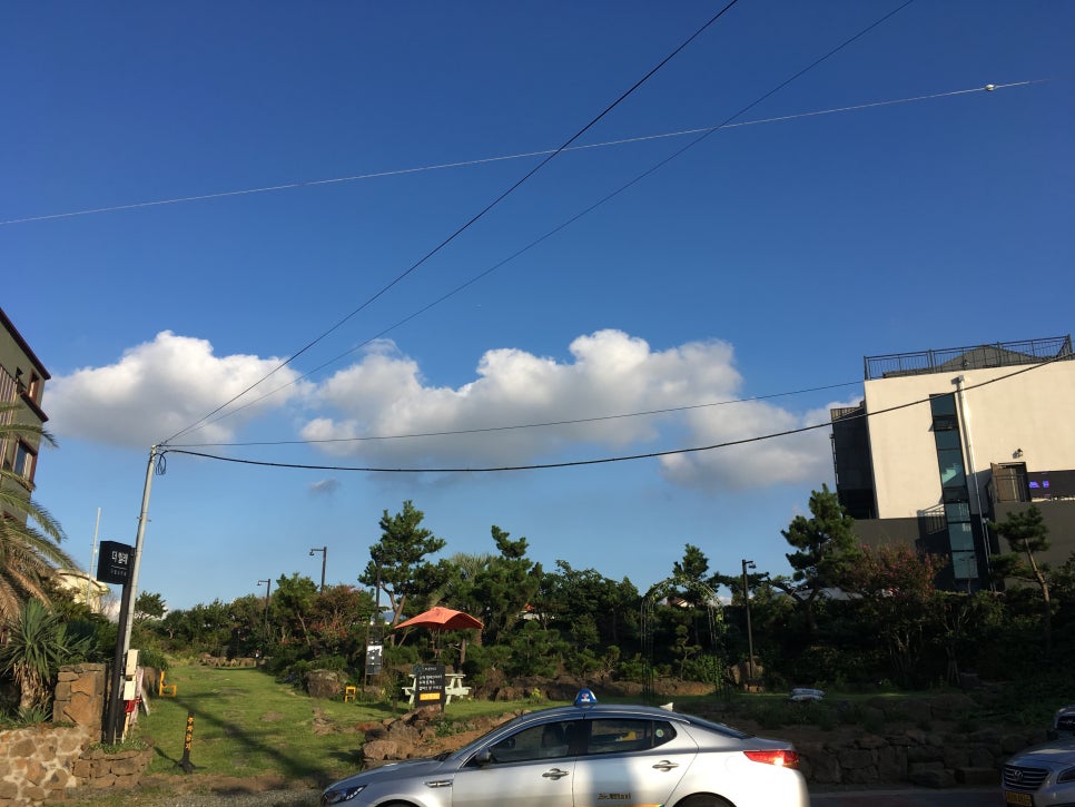 해심초 이미지