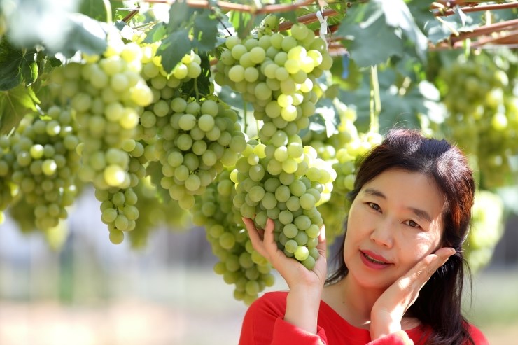 색깔포도 이미지
