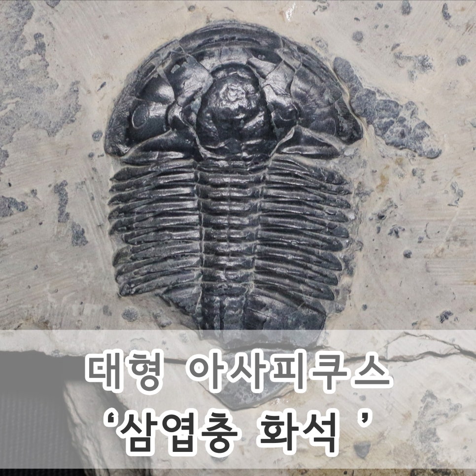 피스쿠스 이미지