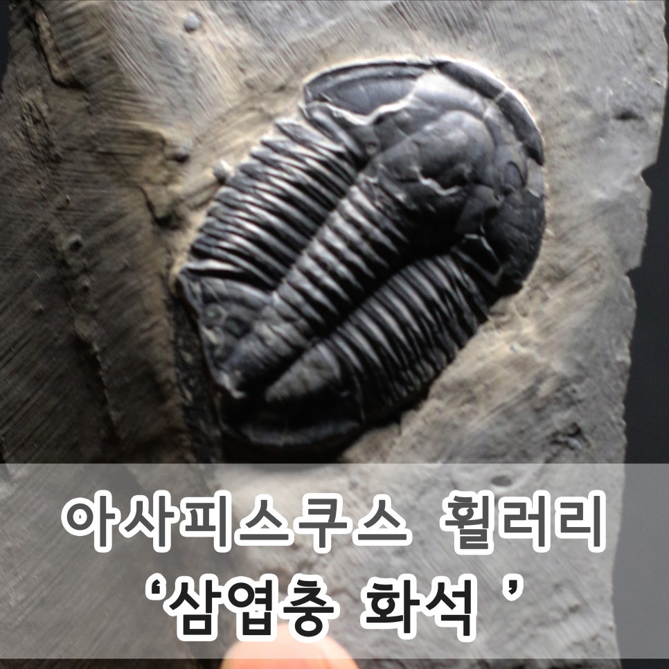 피스쿠스 이미지