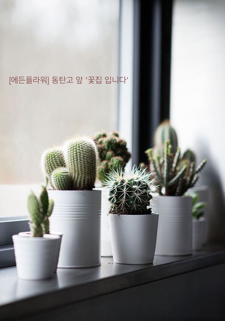 에든플라워 이미지