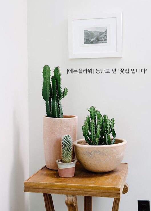 에든플라워 이미지