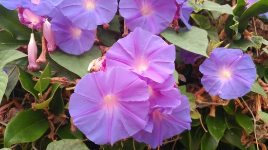BLAU(블라우) 이미지