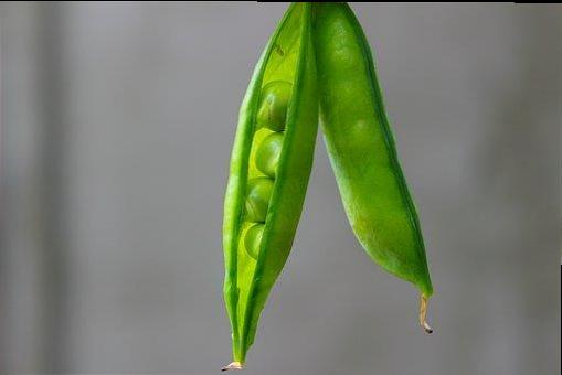 마고헤어 이미지