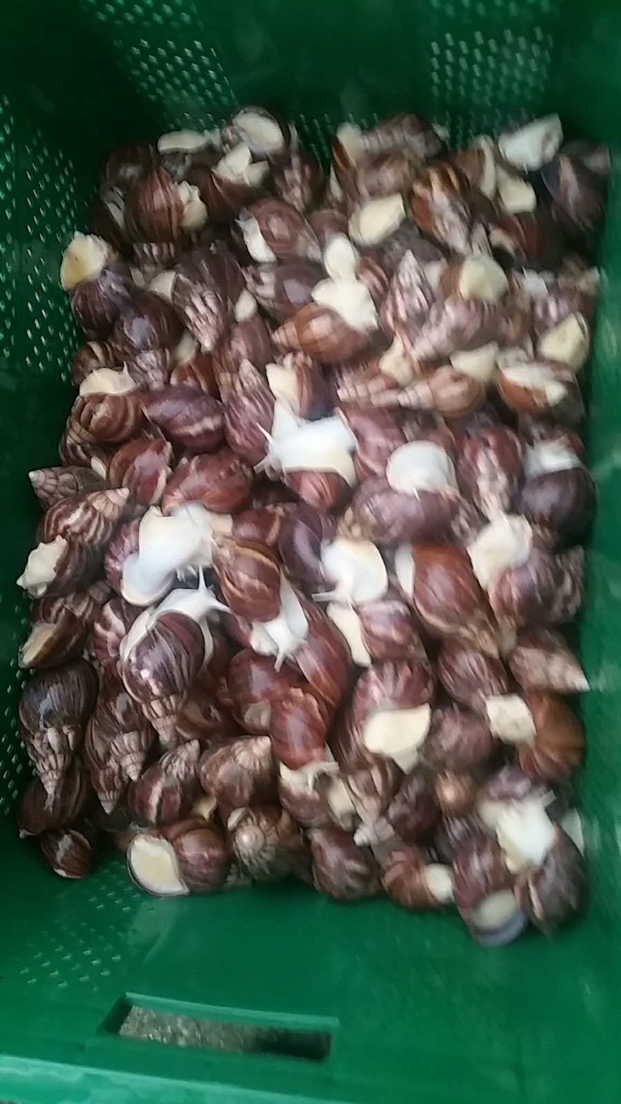 마실길 걷는 달팽이 농장 이미지