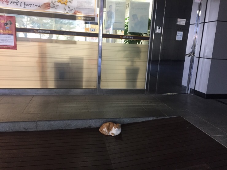빵굽는고양이 이미지