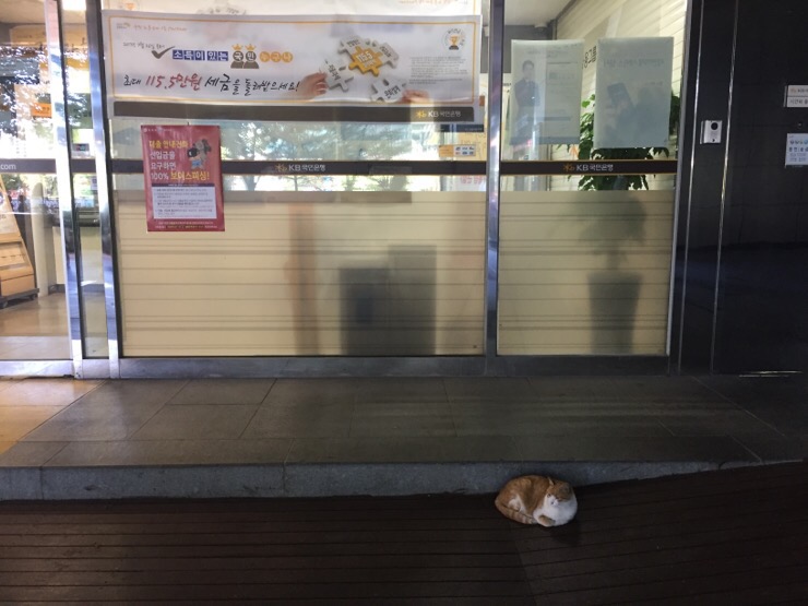 빵굽는고양이 이미지
