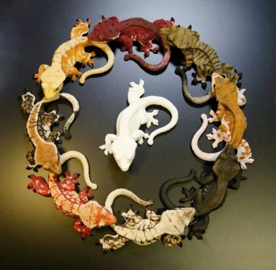 릴리(Lilly) 이미지