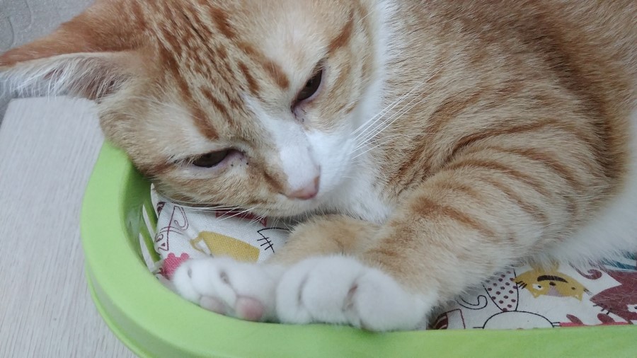 놀아줘 이미지