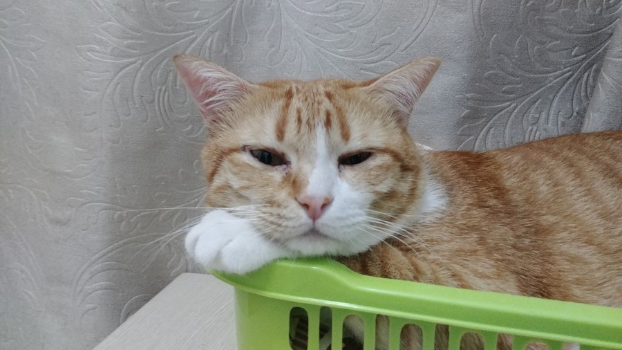 놀아줘 이미지
