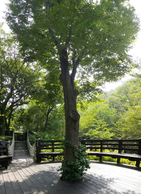 삼삼바이크 이미지