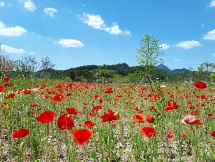 삼산이수 이미지