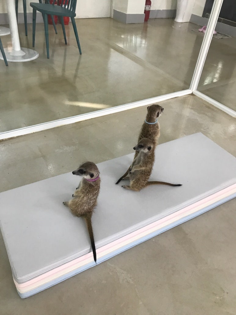 김떡순 이미지