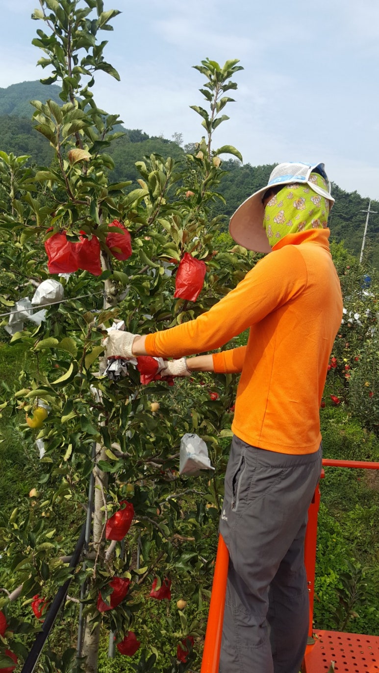 고운잎사과 이미지
