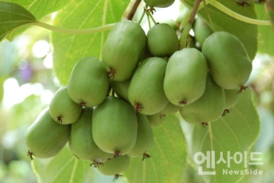 다래유통 이미지