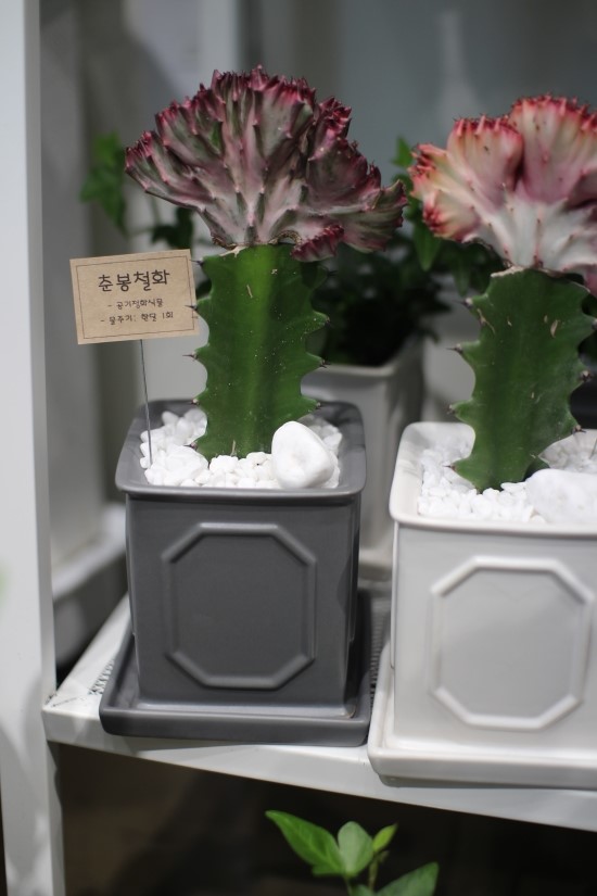 카페플라워꽃집 이미지