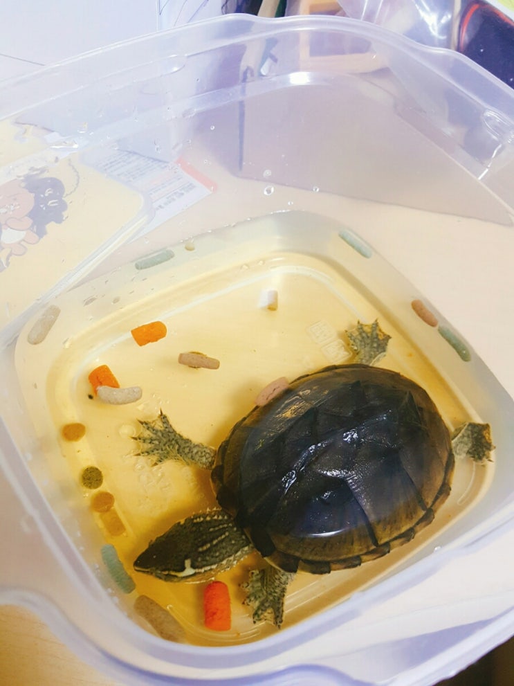퐁즈 이미지
