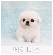 올망졸망 이미지