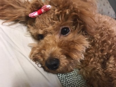 또이 이미지