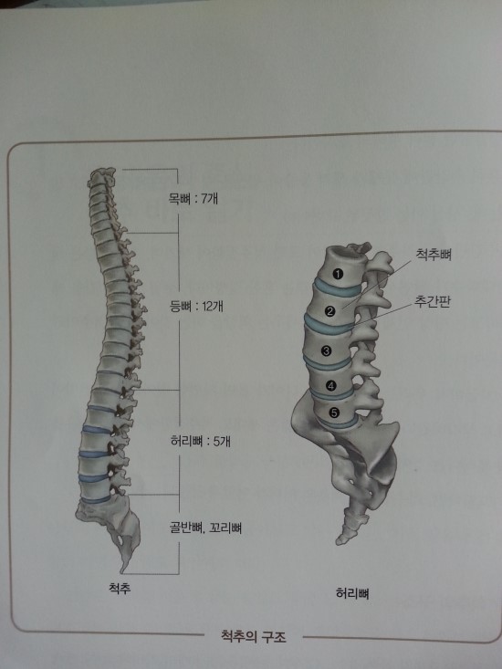 바른척추 이미지