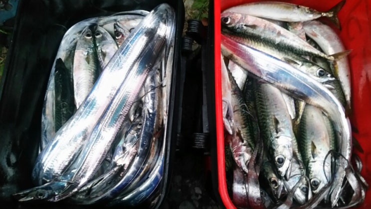 칼치랑고등어랑 이미지
