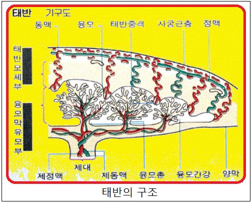 세포영양막•영양막세포층•세포영양층•태반융모•전치혈관•선진부•양막•양막강•용막•막용해•세포막파괴•제대연변부착•태자•난막•태반박리 ...