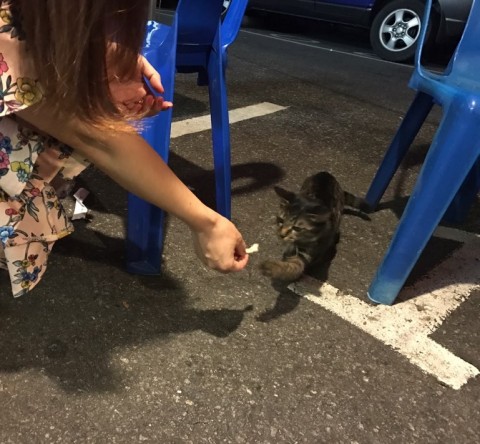 밤푸스치킨 이미지