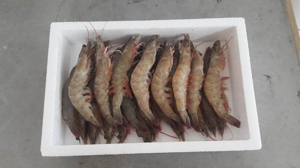 대풍 소금구이 이미지