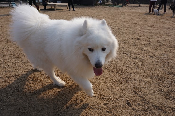 닥스훈트(DACHS HUND) 이미지